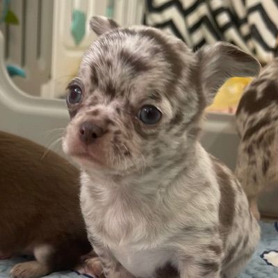 Mâle chihuahua merle chocolat #0