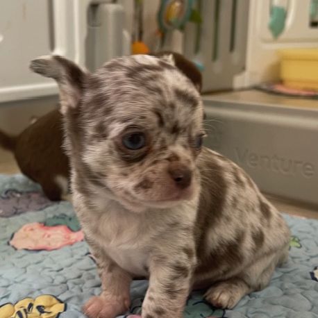 Mâle chihuahua merle chocolat #4