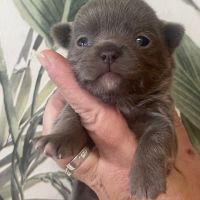 Mâle chihuahua lavande