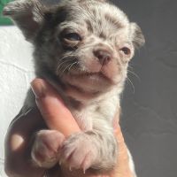 Mâle chihuahua merle chocolat #1