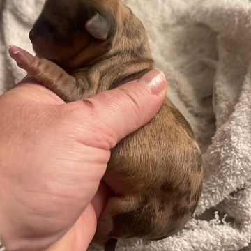 Chiots chihuahua mâle et femelle #1