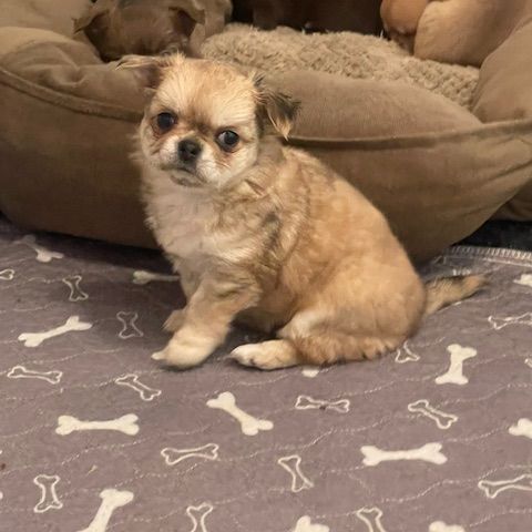 Chiots chihuahua femelles poil long #1