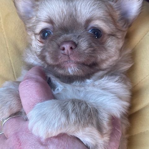 Chiots chihuahua femelles poil long #2