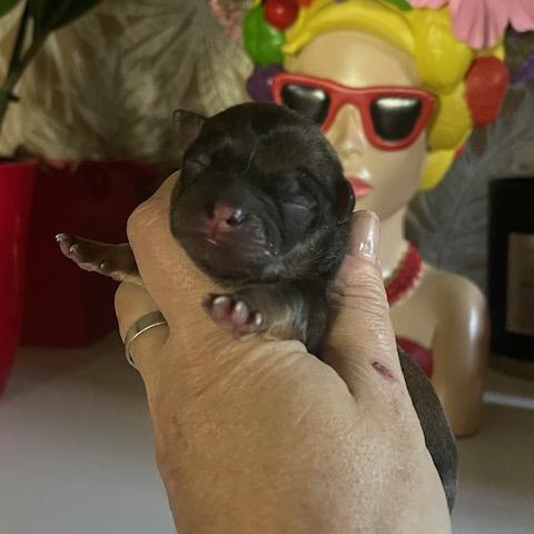 Chiots chihuahua mâle et femelle #3