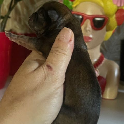 Chiots chihuahua mâle et femelle #0