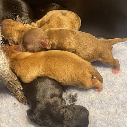 Chiots chihuahua mâles et femelles