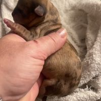 Chiots chihuahua mâle et femelle #1