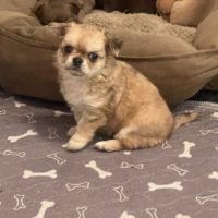 Chiots chihuahua femelles poil long #1