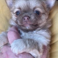 Chiots chihuahua femelles poil long #2