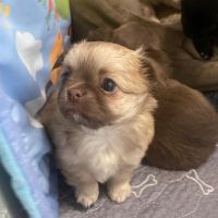 Chiots chihuahua femelles poil long