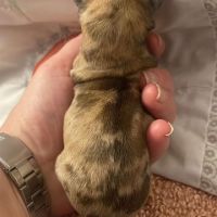 Chiots chihuahua mâle et femelle #2