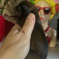 Chiots chihuahua mâle et femelle