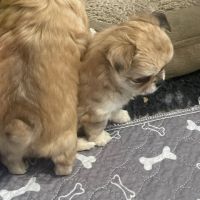 Chiots chihuahua femelles poil long #4