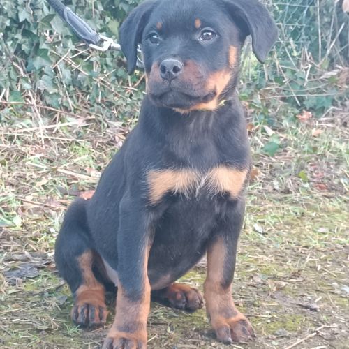 Chiots rottweiler lof disponible #0