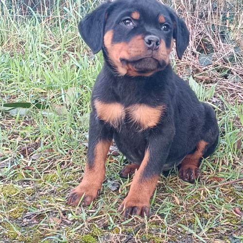 Chiots rottweiler lof disponible #4