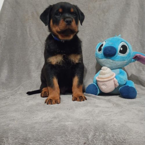 Chiots rottweiler à réserver lof