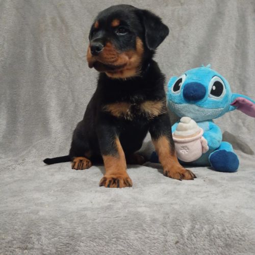 Chiots rottweiler à réserver lof #2