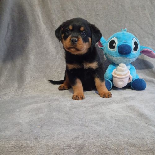 Chiots rottweiler à réserver lof #3