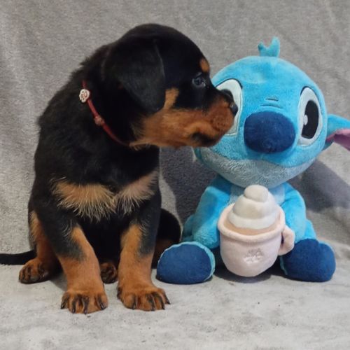 Chiots rottweiler à réserver lof #4