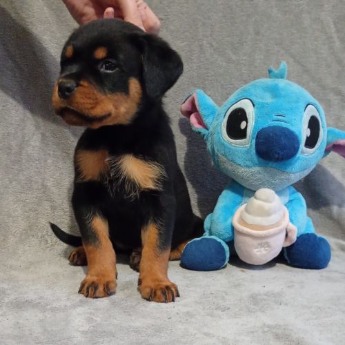 Chiots rottweiler à réserver lof #5