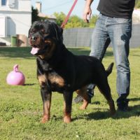 Chiots rottweiler lof disponible #1