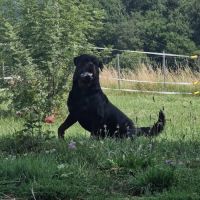 Chiots rottweiler lof disponible #2