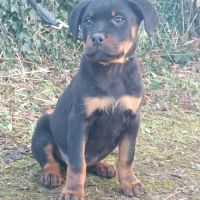 Chiots rottweiler lof disponible