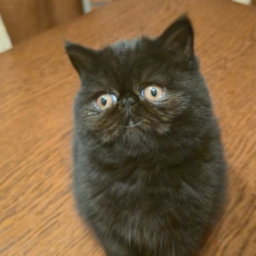 Adorable chaton exotic shorthair #2