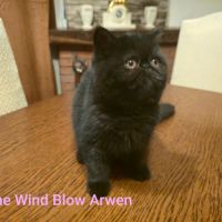 Adorable chaton exotic shorthair