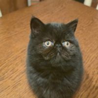 Adorable chaton exotic shorthair #3