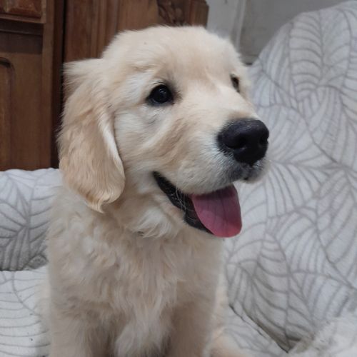 Chiot femelle golden retriever #3