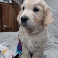 Chiot femelle golden retriever #0
