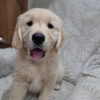 Chiot femelle golden retriever #2