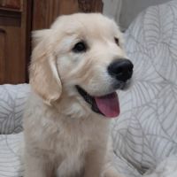 Chiot femelle golden retriever #3