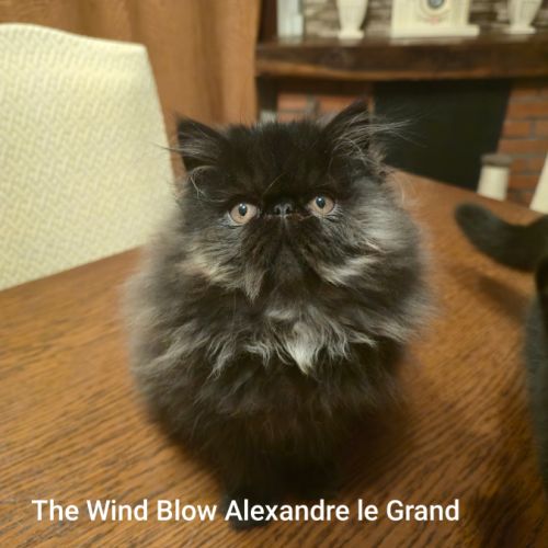 Adorable chaton persan #1