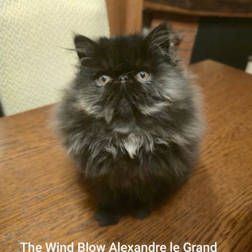 Adorable chaton persan #0