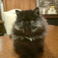 Adorable chaton persan #2