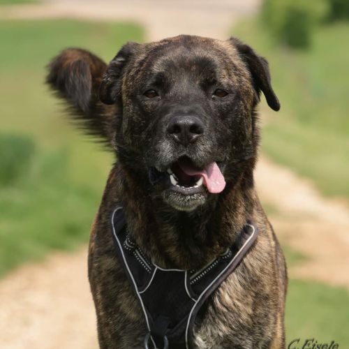 Harley cané corso croisé berger