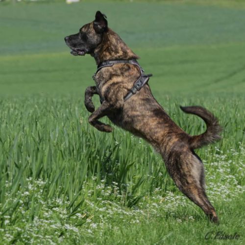 Harley cané corso croisé berger #3