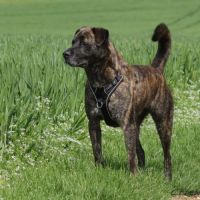 Harley cané corso croisé berger #2