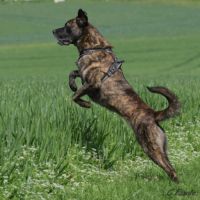 Harley cané corso croisé berger #3