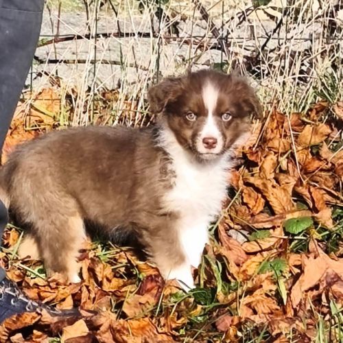 Chiots berger australien disponible de suite