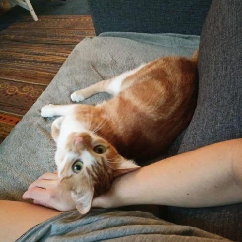 Meeko - chat à l’adoption #1