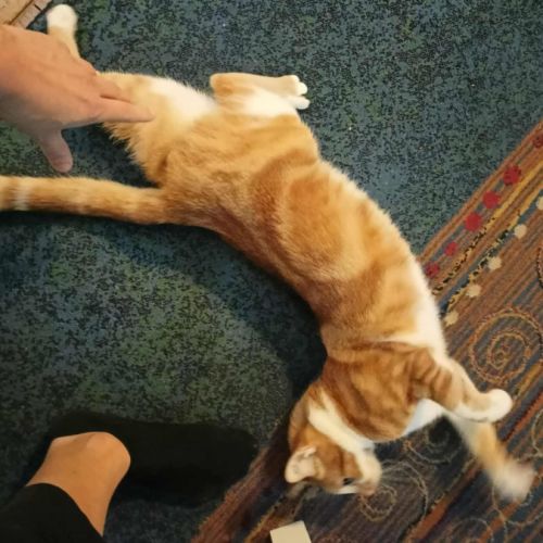 Meeko - chat à l’adoption #4