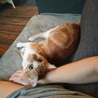 Meeko - chat à l’adoption #1