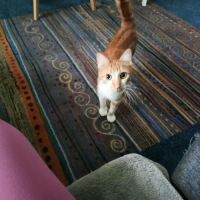 Meeko - chat à l’adoption #2