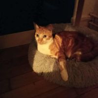 Meeko - chat à l’adoption