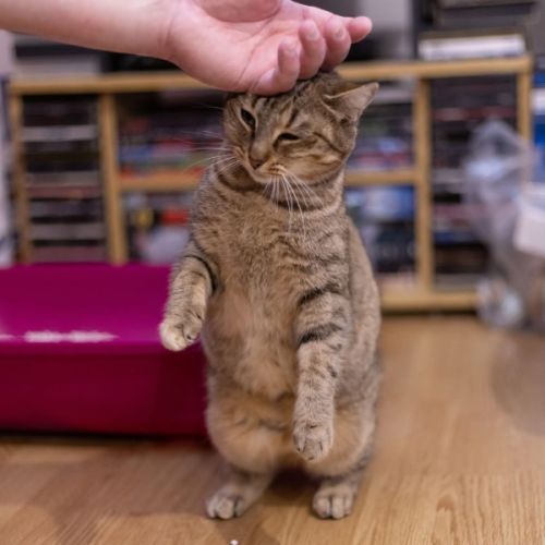 Delia - chat à l’adoption #2