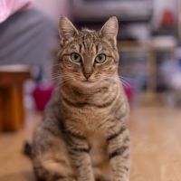 Delia - chat à l’adoption #1