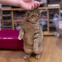 Delia - chat à l’adoption #2